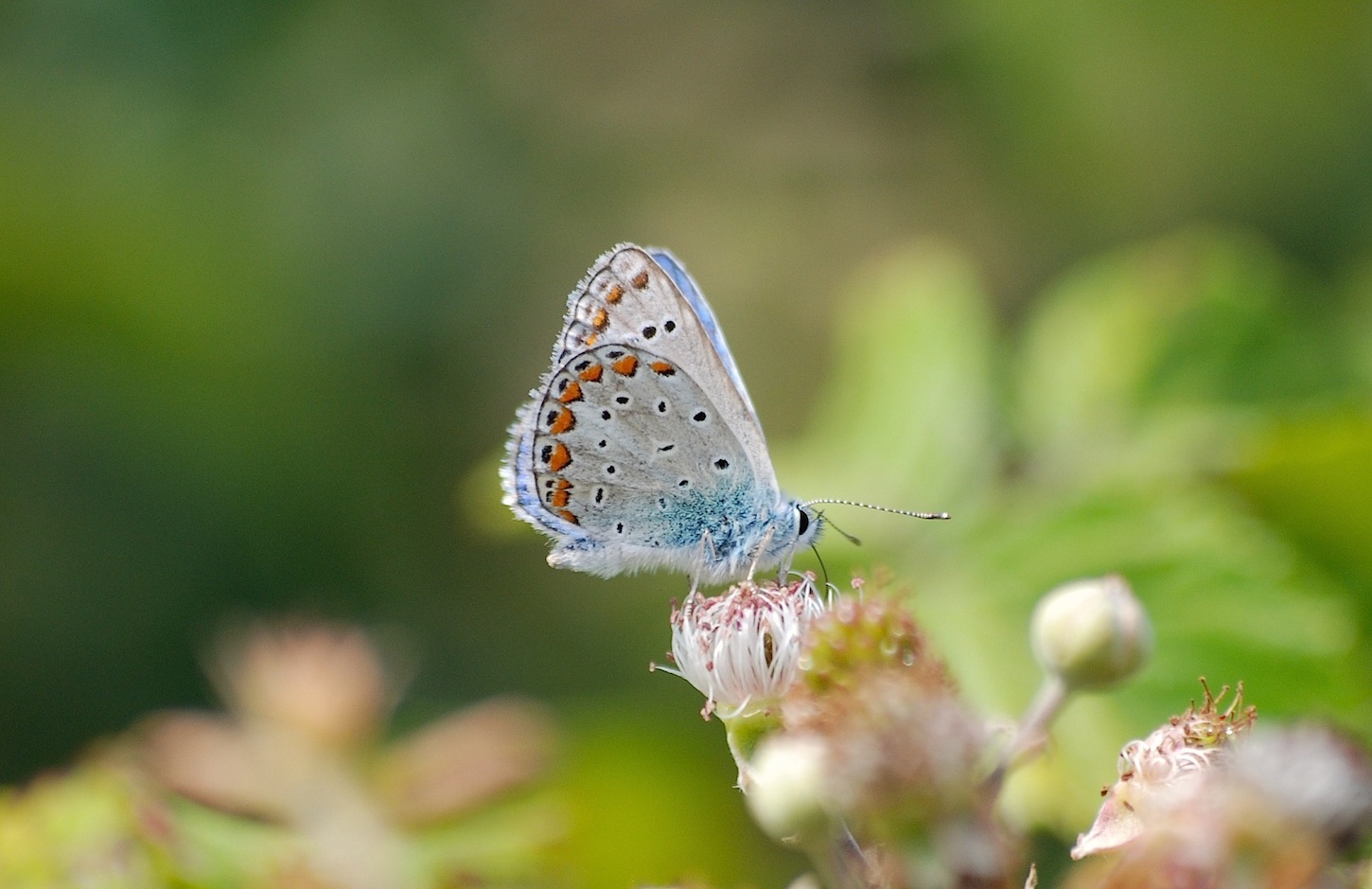 Una goccia di cielo....